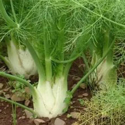 KNESSiN Four Seasons Bulb Fennel Seed(200 per packet)