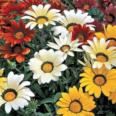 ACCELCROP Gazania Flower Seed(12 per packet)