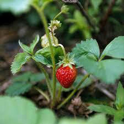 XOLDAA XOLDAA F1quality hybrid strawberry seeds Seed(25 per packet)