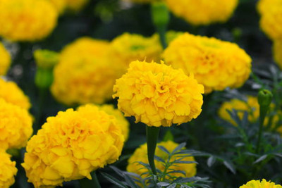 Pivotal Life marigold/gende ka phool flower seeds Seed(50 per packet)