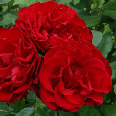 Qualtivate PUA5-A Red Climbing Rose Seeds Seed(25 per packet)