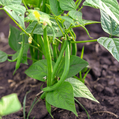 PETALFLEUR Bean seed Seed(50 per packet)