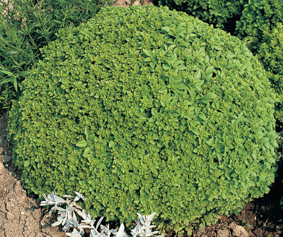 Qualtivate XLL-44 Spicy Globe Basil (ocimum basilicum Minimum) Seed(1000 per packet)