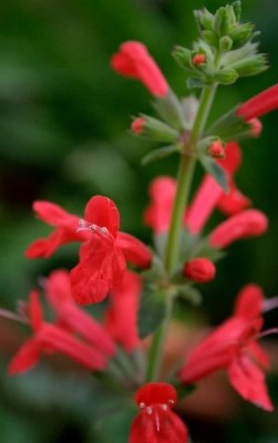 CYBEXIS TLX-7 - PINEAPPLE SAGE Red Salvia Elegans - (150 Seeds) Seed(150 per packet)