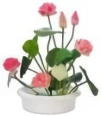 VibeX LXI-39 - Hardy Water Lily Lotus - (270 Seeds) Seed(270 per packet)