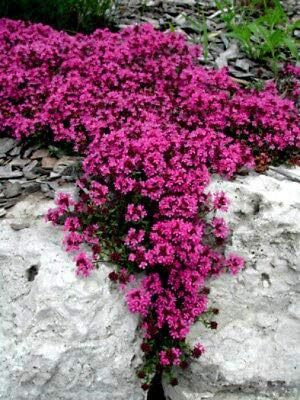 Qualtivate RES-3A Creeping Thyme-Thymus Serpyllum Seed(50 per packet)