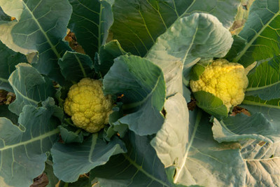 cauliflower white cauliflower,gobhee seeds Seed(30 per packet)