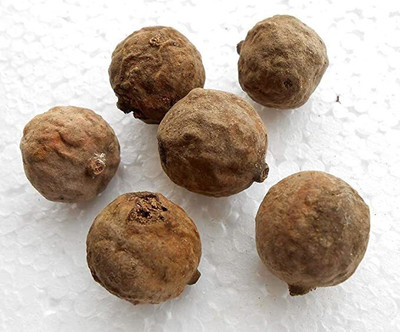 EasySeeds Baheda,Baheda Beej,Indian Baheda,Vibhitaki Seed(25 per packet)