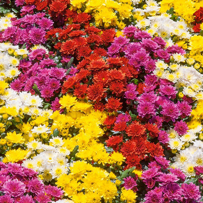 XOLDA Exotic chrysanthemum Seed(13 per packet)