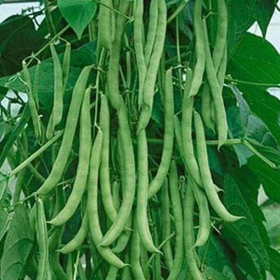 TRICONE Semphali organic moringa saijan phali plant seeds AF57 Seed(5 per packet)