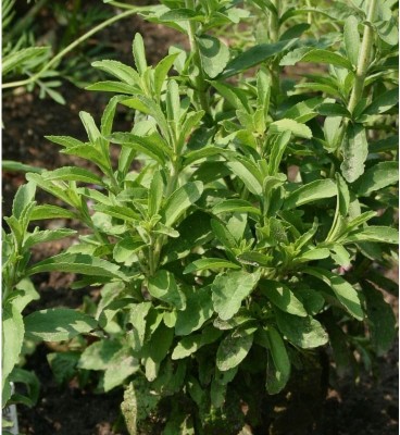 Quentova Stevia Sweet Leaves Herb Plant-XIL-22X Seed(150 per packet)