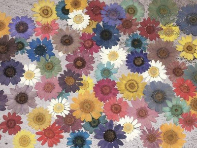 XOLDA Exotic daisy mix Seed(15 per packet)