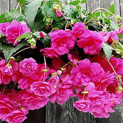 CYBEXIS LXI-5 - Flower : Hanging Begonia - (270 Seeds) Seed(270 per packet)