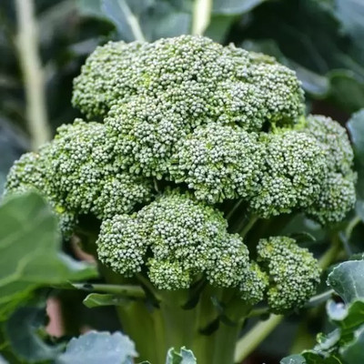 Aro Broccoli Seed(40 per packet)