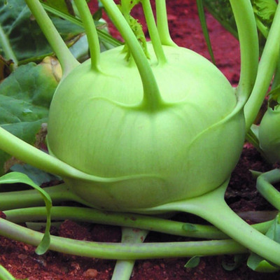 WILLVINE SYN -VI Green Knol Khol Vegetable Seed [2.5g] Seed(750 per packet)