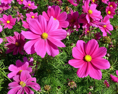 CYBEXIS F1 Hybrid Cosmos Seeds Seed(50 per packet)