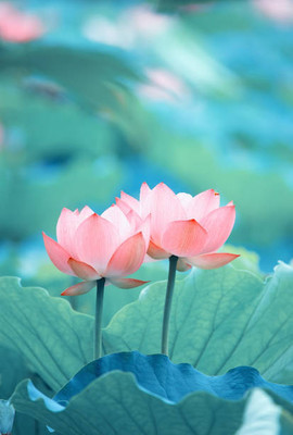 bheeshma lotus,kamal gatta Seed(14 per packet)