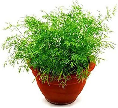 CYBEXIS LXI-39 - Bouquet Dill Non-GMO - (2250 Seeds) Seed(2250 per packet)