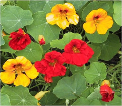 CYBEXIS Nasturtium - TROPAEOLUM - Jewel Mix Seed(1 g)