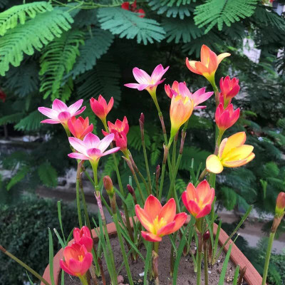 Cloud Farm Lily Plant Seed(3 per packet)