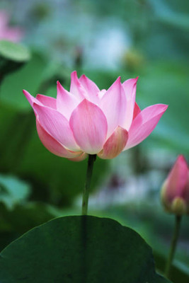 Go Raw lotus,kamal gatta Seed(10 per packet)