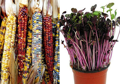 CRGO SWEETCORN , CORN , MAKKA Seed(20 per packet)