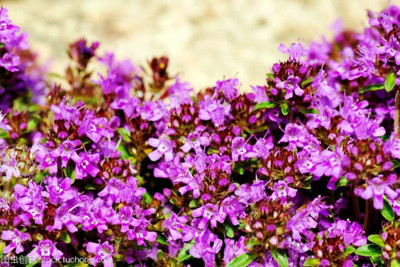 CYBEXIS LX-13 - Mix Creeping Thyme - (450 Seeds) Seed(450 per packet)