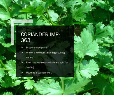 CYBEXIS CORIANDER IMP 363 SEEDS(2000 Seeds) Seed(2000 per packet)