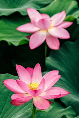 SH ENTERPRISE lotus,kamal gatta Seed(14 per packet)
