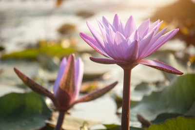 arasutraders lotus,kamal gatta Seed(11 per packet)