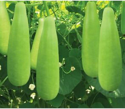 seedito Long bottle guard seeds,F1 hybrid bottle gourd seed ORIGINAL Seed(26 per packet)