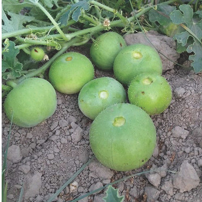 Farmonix Org_189_Tinda Apple Gourd Seeds Seed(100 per packet)