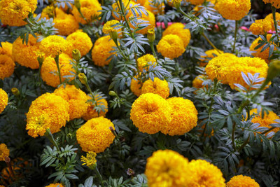 Avysa marigold/gende ka phool flower seeds Seed(75 per packet)