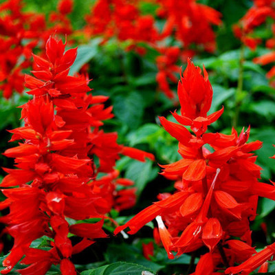 KANAYA Salvia Seed(12 per packet)