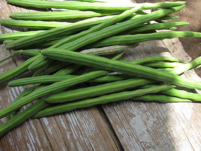 CYBEXIS XLL-35 - Moringa - Oleifera Drumstick - (1350 Seeds) Seed(1350 per packet)