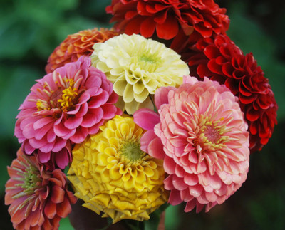 DEYS AGRO ® Zinnia hybrid Double Flower Seeds all colour mix Seed(42 per packet)