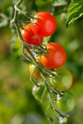 Aro tomato Seed(30 per packet)