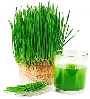 WILLVINE Rare Desi Wheat Seeds Variety For Growing Wheatgrass -[100 Seeds] Seed(100 per packet)