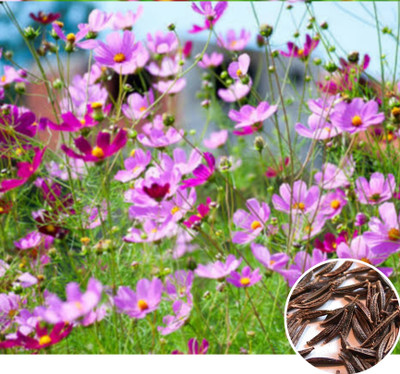 Greenfall Premium Mixed Color Cosmos Seeds - 35 Seeds for Flourishing Gardens Seed(35 per packet)