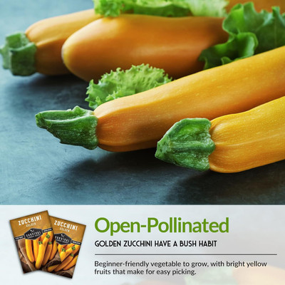 Qualtivate ICRA6-A Golden Zucchini for Planting Seed(30 per packet)