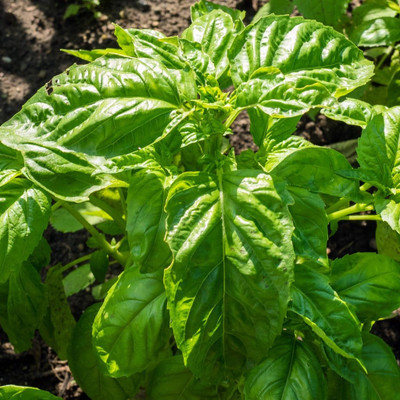 Qualtivate XL-82 Lettuce Leaf Basil Seed(1000 per packet)
