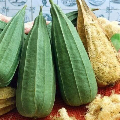 Qualtivate ICRA6-A Acutangula Angled Ridge Gourd Turai Seed(50 per packet)