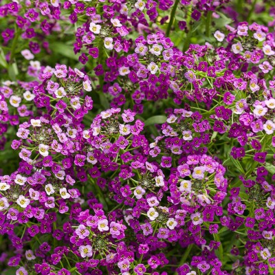 VINGTON Dark Knight Sweet Alyssum Seed(50 per packet)