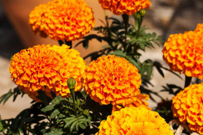 Urancia marigold,gende ka phool seeds Seed(22 per packet)