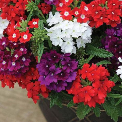 Flipkart SmartBuy Exotic Verbena Flower Mix Seed(20 per packet)