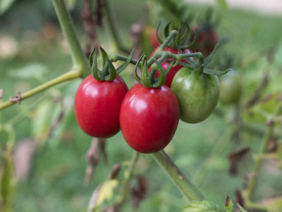 Mewar Impex tomato Seed(130 per packet)