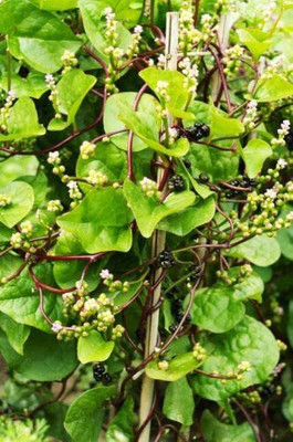 CYBEXIS Seeds of Vegetable Malabar Spinach Red Ceylon Spinach1000 Seeds Seed(1000 per packet)