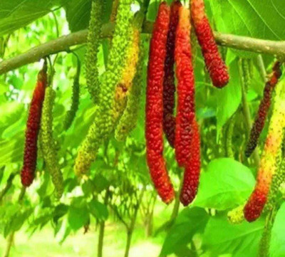 Oliver mulberry(shahatoot) Seed(53 per packet)
