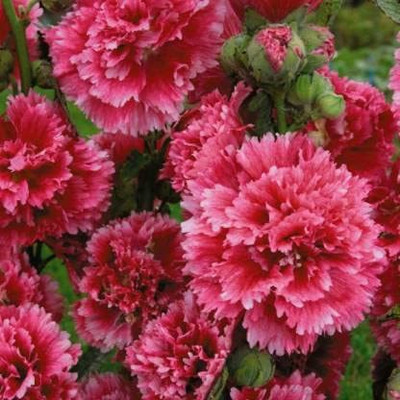 ACCELCROP Hollyhock Hybrid Seed(30 per packet)