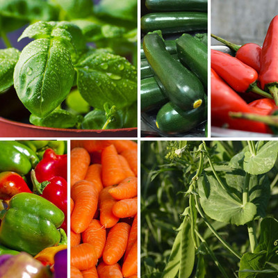 CYBEXIS 6 Varities Seeds Combo-Basil,Zucchini,Red Hebrano Chilli,Capsicum,Carrot,Peas Seed(10 g)